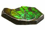 Iridescent Ammolite (Fossil Ammonite Shell) - Alberta, Canada #147416-1